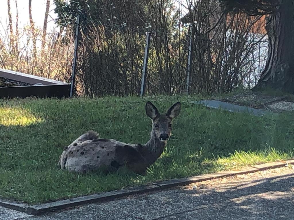 Villa Alpenblick Fussen Bagian luar foto